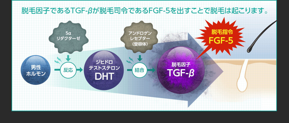 抜け毛の原因は5aリダクターゼ