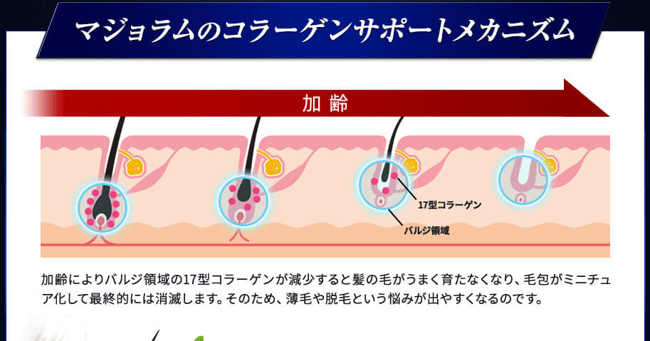 ブブカゼロのマジョラムエキスがバルジ領域をサポート